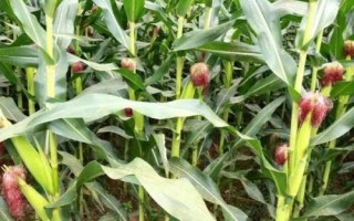 奉甜糯18玉米種子簡介，適宜播期4月下旬至5月上旬