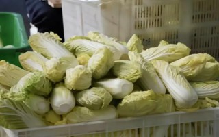 娃娃菜有甲醛嗎，含有微量的甲醛但不會(huì)對(duì)身體造成危害