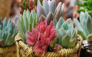 養(yǎng)殖落日之雁的方法，春秋季節(jié)可提供全日照