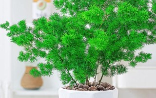 蓬萊松的盆景種植方法，10公分的時(shí)候需適當(dāng)摘心處理