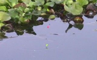 七星漂流水能釣魚嗎，在流水中用七星漂無(wú)法觀察漂相