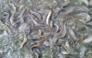 一畝池塘適合養(yǎng)多少泥鰍，通常可投放5-10萬尾左右