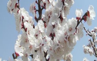杏花開放的節(jié)氣，最早開放節(jié)氣為雨水