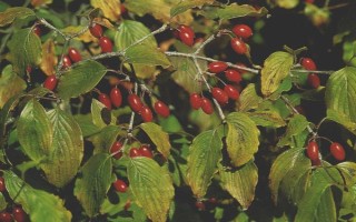 山茱萸的產(chǎn)地，主產(chǎn)于陜西、甘肅、湖南等地