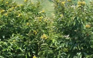 板栗只開花不結(jié)果原因，土壤不適合或者缺水都會導(dǎo)致