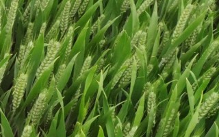 臨麥34號(hào)小麥品種的特性，每畝4000公斤左右