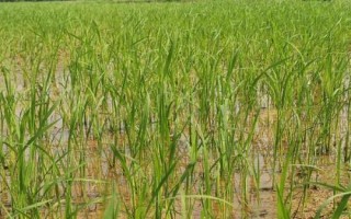 隆兩優(yōu)3703水稻種子特點，每畝插足基本苗6萬以上