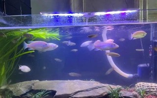 斗魚燒尾的原因，可能是水質(zhì)太差或細(xì)菌感染所致