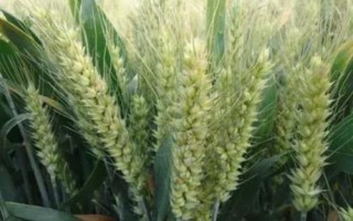 天谷紅寶5號小麥品種簡介，每畝適宜基本苗18～22萬