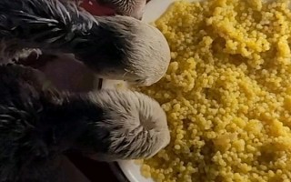 小雞吃小米如何浸泡，直接用開水泡一段時間即可