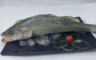 海鱸魚的價格，批發(fā)價格一般10-15元一斤