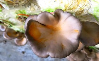 平菇銹斑病怎么防治，需通風降濕、噴施石灰水或漂白粉溶液