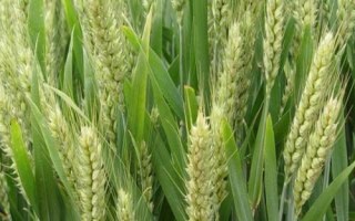 徐麥919小麥種子介紹，適宜播種期10月上中旬