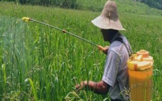 變異稗草用什么除草劑，可選異丙甲草胺、丁草胺、乙草胺等