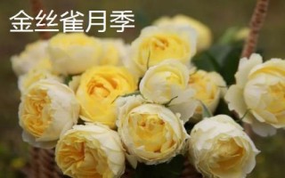 花開的多又抗病的月季品種有哪些，黃從容和夢(mèng)光環(huán)選的較多
