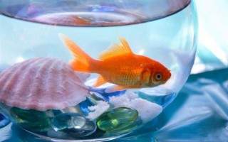 養(yǎng)金魚一定要用氧泵嗎，需根據飼養(yǎng)的數(shù)量來決定