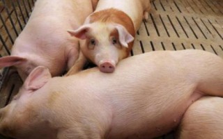 豬吐黃水不吃食是什么病，可能是得了豬胃腸炎