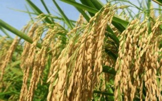 榮優(yōu)826水稻品種的特性，早造平均全生育期132天
