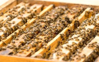 蜜蜂如何養(yǎng)殖，了解蜜蜂的生活習(xí)性是前提