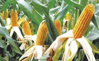 開玉6號玉米種子特征特性，普通組平均生育期102.9天