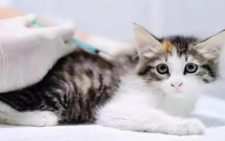 犬貓喉炎的主要表現(xiàn)，以劇烈咳嗽、喉部腫脹等為主要特征
