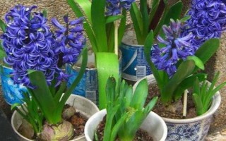夏天怎么養(yǎng)風(fēng)信子，花謝后就要養(yǎng)好球莖