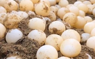 甲魚(yú)一次能產(chǎn)幾個(gè)蛋，通常為24-30個(gè)左右