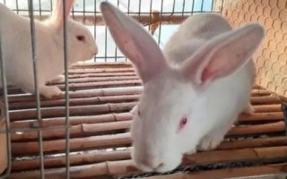 肉兔的批發(fā)價格，不同地區(qū)、季節(jié)的售價有所區(qū)別