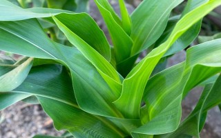 農(nóng)華206玉米種子特征特性，出苗至成熟126天
