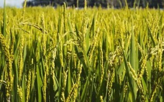 多兩優(yōu)香絲苗水稻種子特點(diǎn)，全生育期136.3天