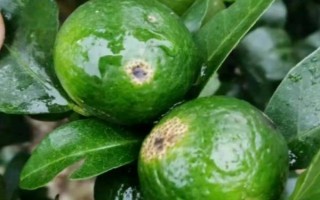 柑橘炭疽病怎么防治，定期噴施苯甲嘧菌酯等藥物