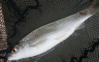 鯪魚有什么食性，屬于雜食性動物、魚苗以浮游動物為食