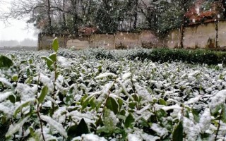 茶樹的生長溫度，日平均氣溫需要穩(wěn)定在10℃以上為佳