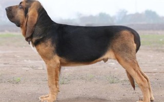 有哪些短毛大型犬，包括大丹犬、杜賓犬、羅威納犬等品種