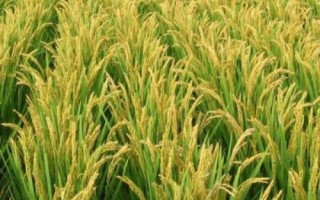 河農(nóng)絲占水稻種子介紹，晚造7月中旬播種
