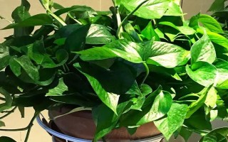 大盆綠蘿的養(yǎng)殖方法，每隔一周澆一次水