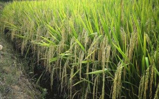 菁兩優(yōu)636水稻種子特點，秈型兩系雜交水稻品種