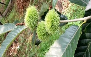 板栗只開花不結(jié)果原因，土壤不適合或者缺水都會導(dǎo)致