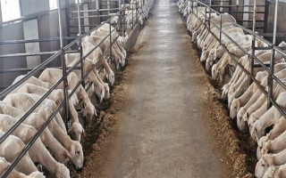 育肥羊的飼料配方，原料有玉米粉、草粉、玉米粒等