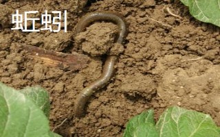 釣黑魚用什么竿線鉤，可以使用傳統(tǒng)竿、pe線、伊豆鉤等漁具