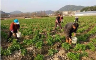 蠶豆什么時(shí)候種植，不同的地區(qū)種植時(shí)間不同