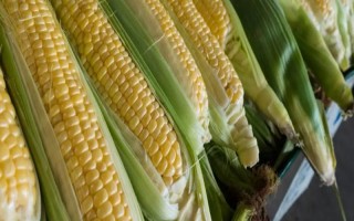 良玉918號玉米種子介紹，4月下旬至5月上旬播種