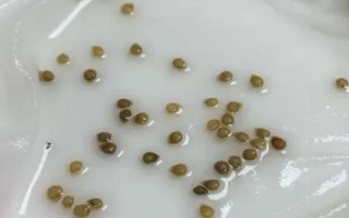 番茄種子怎么留，選擇長勢好且個頭大的果實