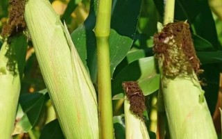 洛玉114玉米品種簡介，每畝適合種植的密度為4000株左右