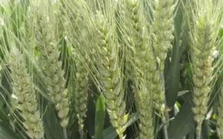 開麥1705小麥種子特點，適宜播種期10月上中旬