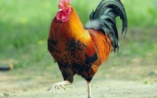 小公雞的市場(chǎng)價(jià)格，不同地區(qū)的售價(jià)有所差異