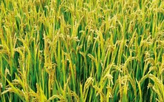 長兩優(yōu)晶韻水稻種簡介，秧田播種量每畝10-15千克