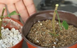 凌霄花的種植條件，在春秋季及時防治蚜蟲