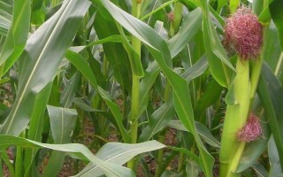 豫科256玉米種子特點，適宜密度5000株/畝