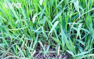 牛喜歡吃哪些草，常見的有象草、狗尾草、紫花苜蓿等